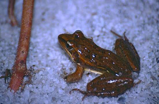 Image of Mascarene Grass Frog