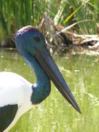 Image of Black-necked Stork