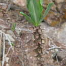 Imagem de Euphorbia torrei (L. C. Leach) Bruyns