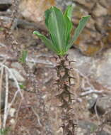 Image of Euphorbia torrei (L. C. Leach) Bruyns