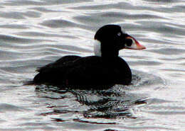 Image of scoter