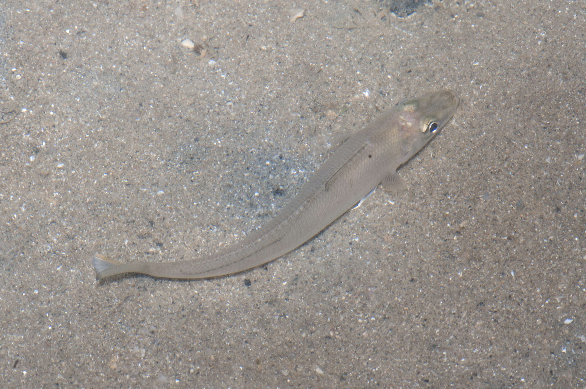 Image of smelt-whitings