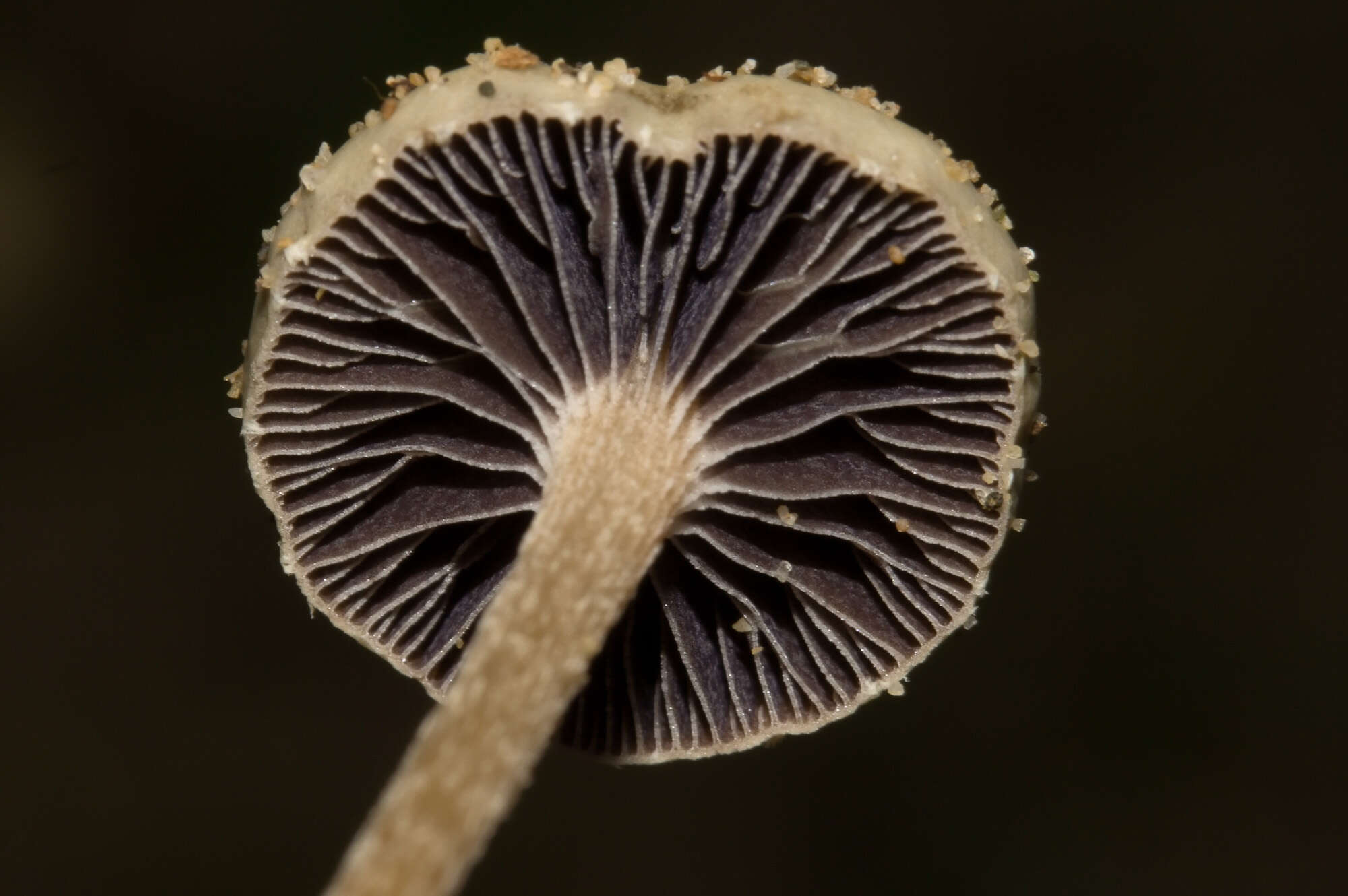 Image of unclassified Agaricales