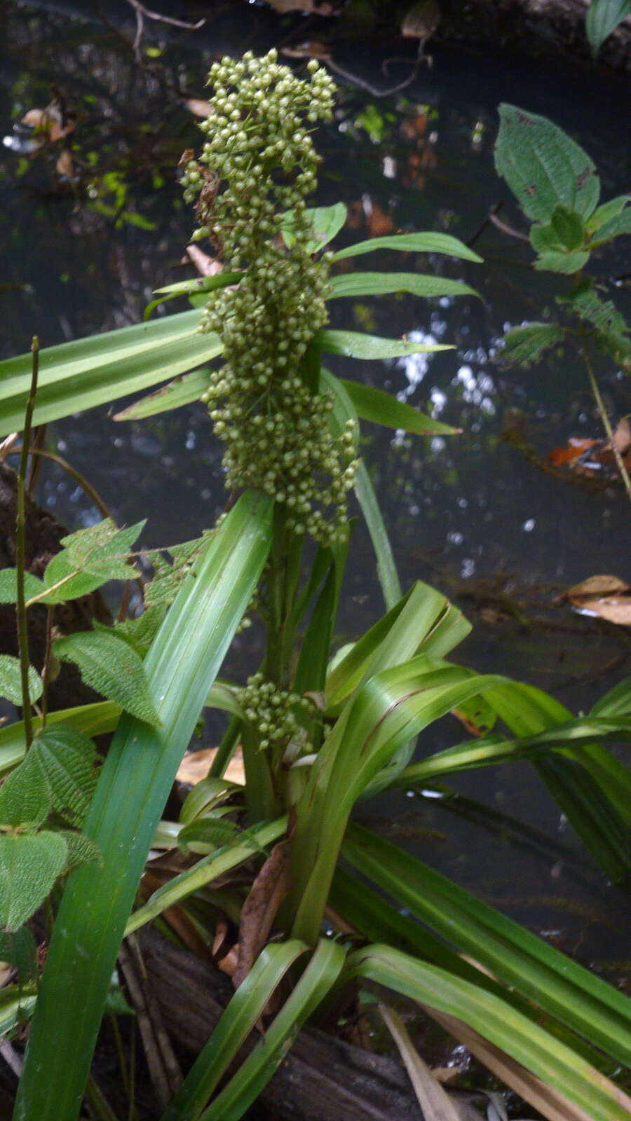 Becquerelia cymosa Brongn.的圖片