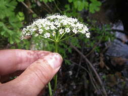 Image of hemlockparsley