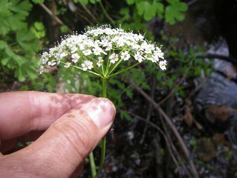 Plancia ëd Conioselinum scopulorum (A. Gray) Coult. & Rose