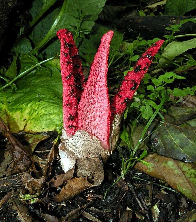 Imagem de Clathrus archeri (Berk.) Dring 1980