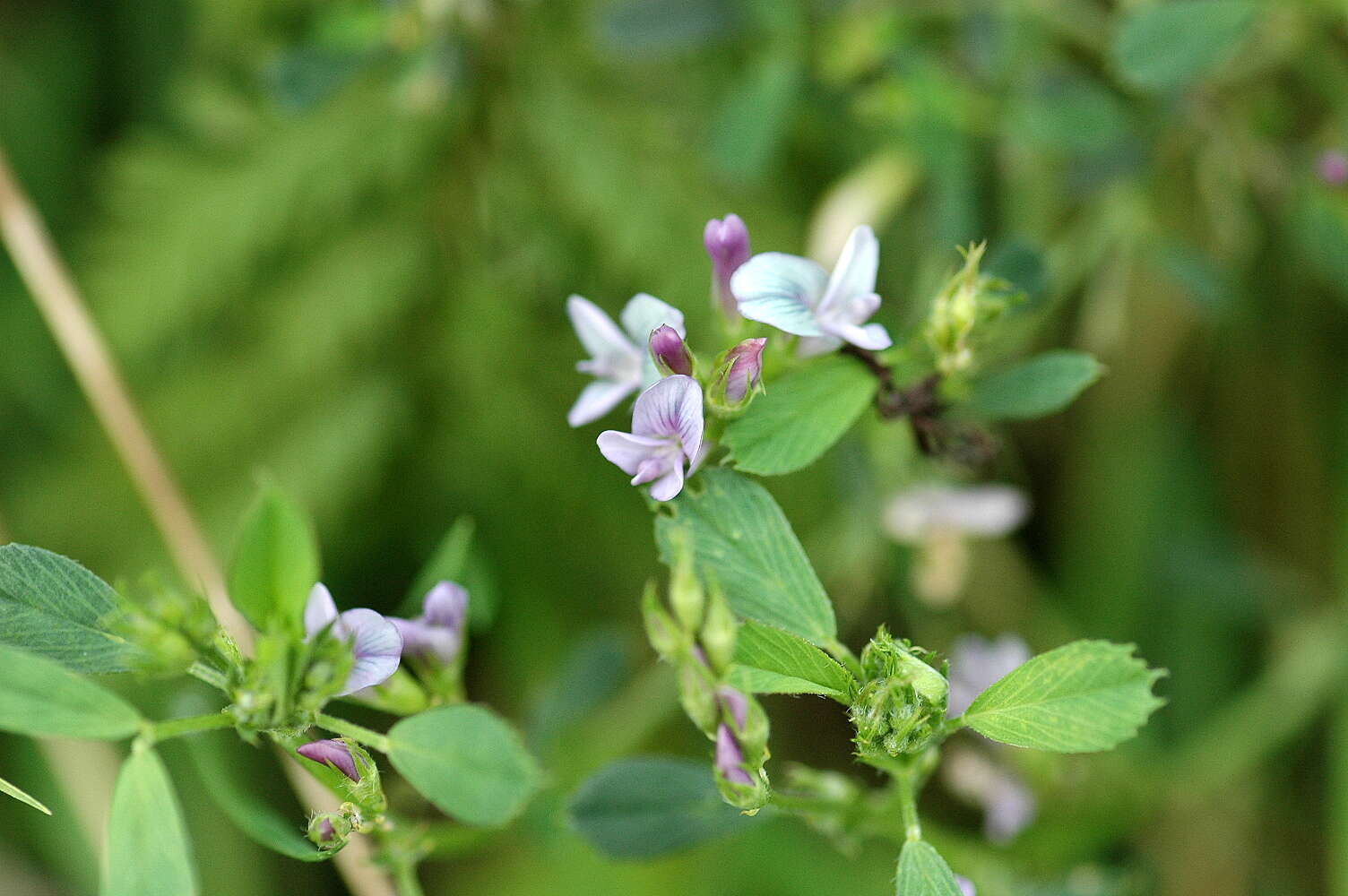 Image of Medick