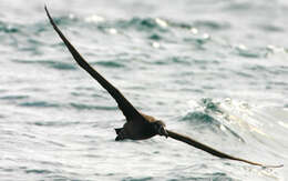 Image of North Pacific albatross