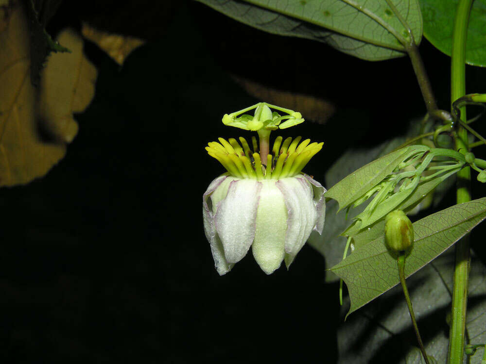 Sivun Passiflora talamancensis Killip kuva