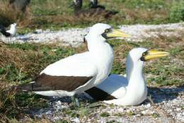 Image of gannets and boobies