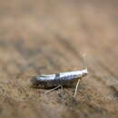 Imagem de Argyresthia semifusca Haworth 1828