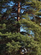 Image of Scotch Pine