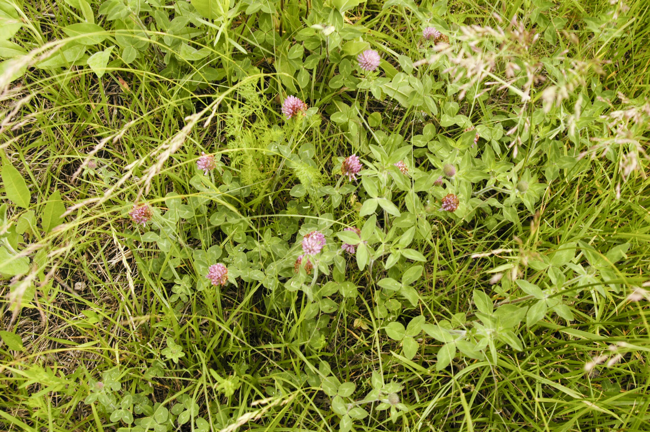 Image of Red Clover