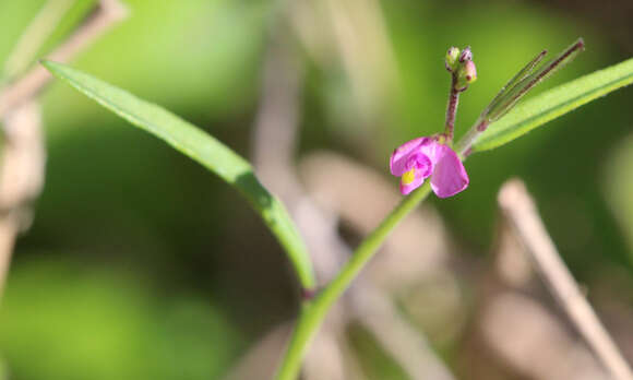 Image of showy milkwort