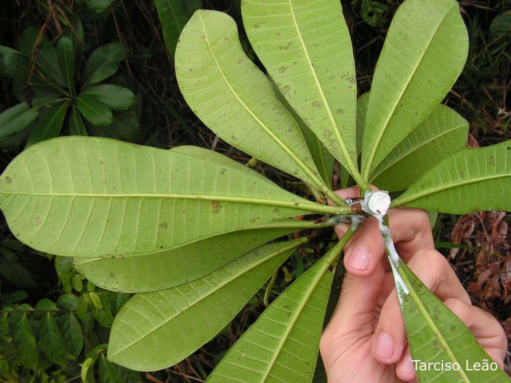 Imagem de Himatanthus bracteatus (A. DC.) R. E. Woodson