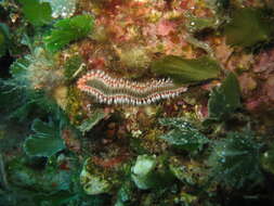 Image of Bearded Fireworm