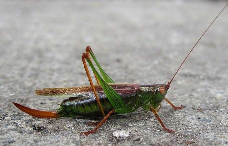 Image of Greater Meadow Katydids