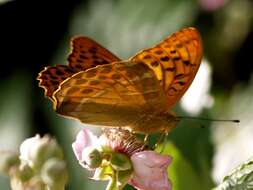 Imagem de Argynnis paphia Linnaeus 1758