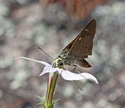 Image of Hesperilla malindeva Lower 1911