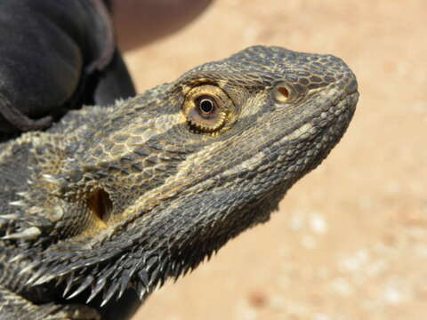 Image of Central bearded dragon