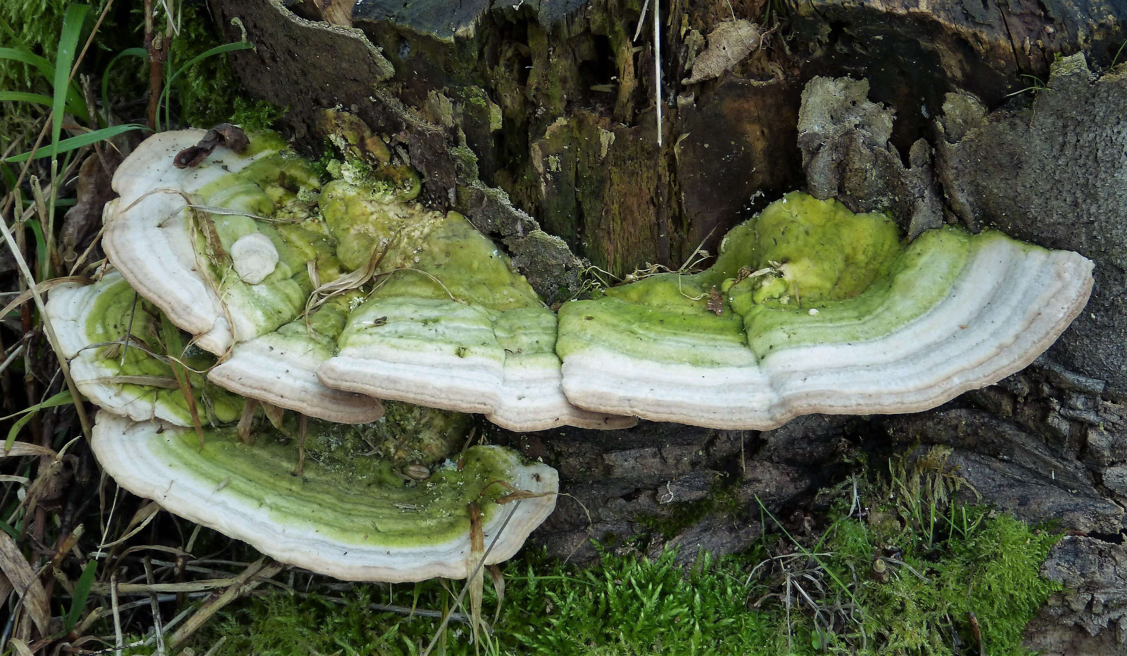 Image of Trametes