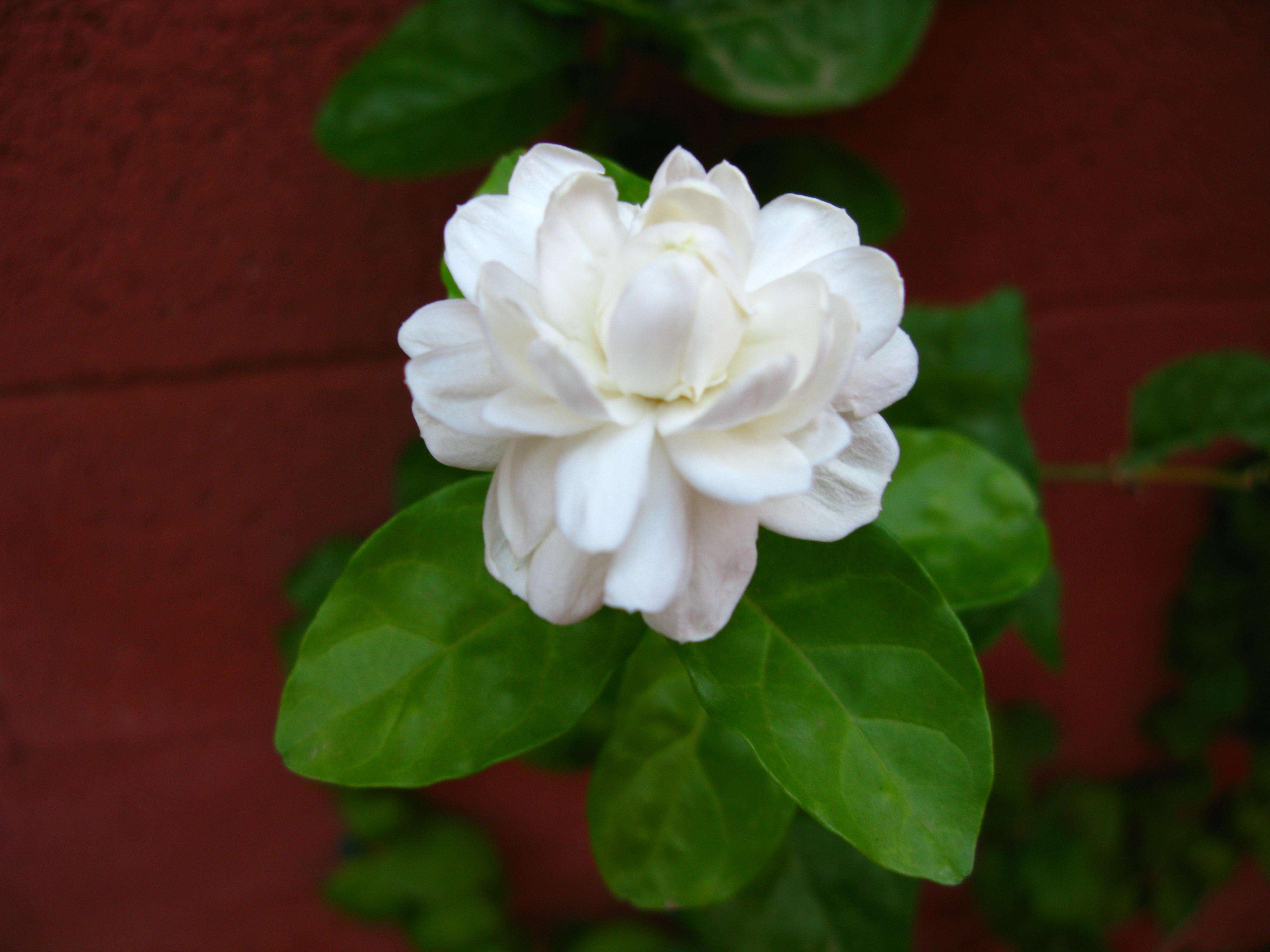 Image of jasmine