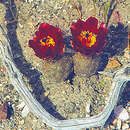 Image de Pterocactus hickenii Britton & Rose