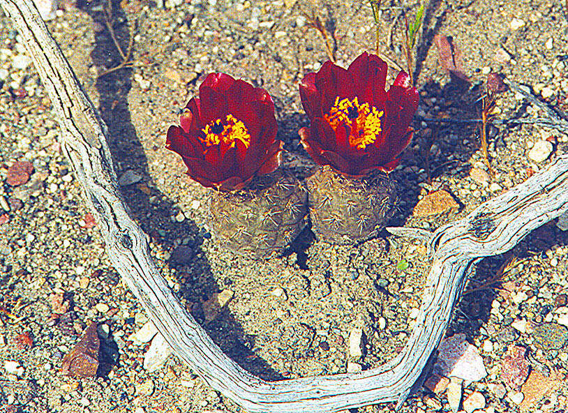 Image of Pterocactus