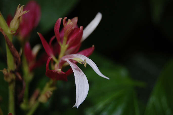 Image of Brazilian red-cloak