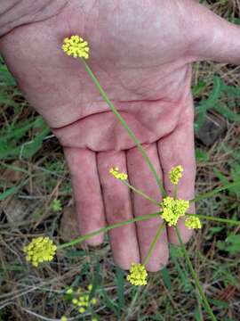 Image of Great Basin desertparsley