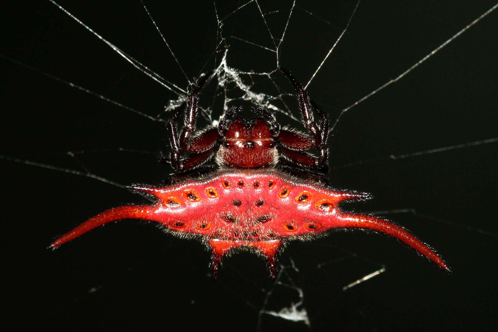 Image of Spiny orb-weaver