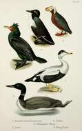 Image of Phalacrocorax Brisson 1760