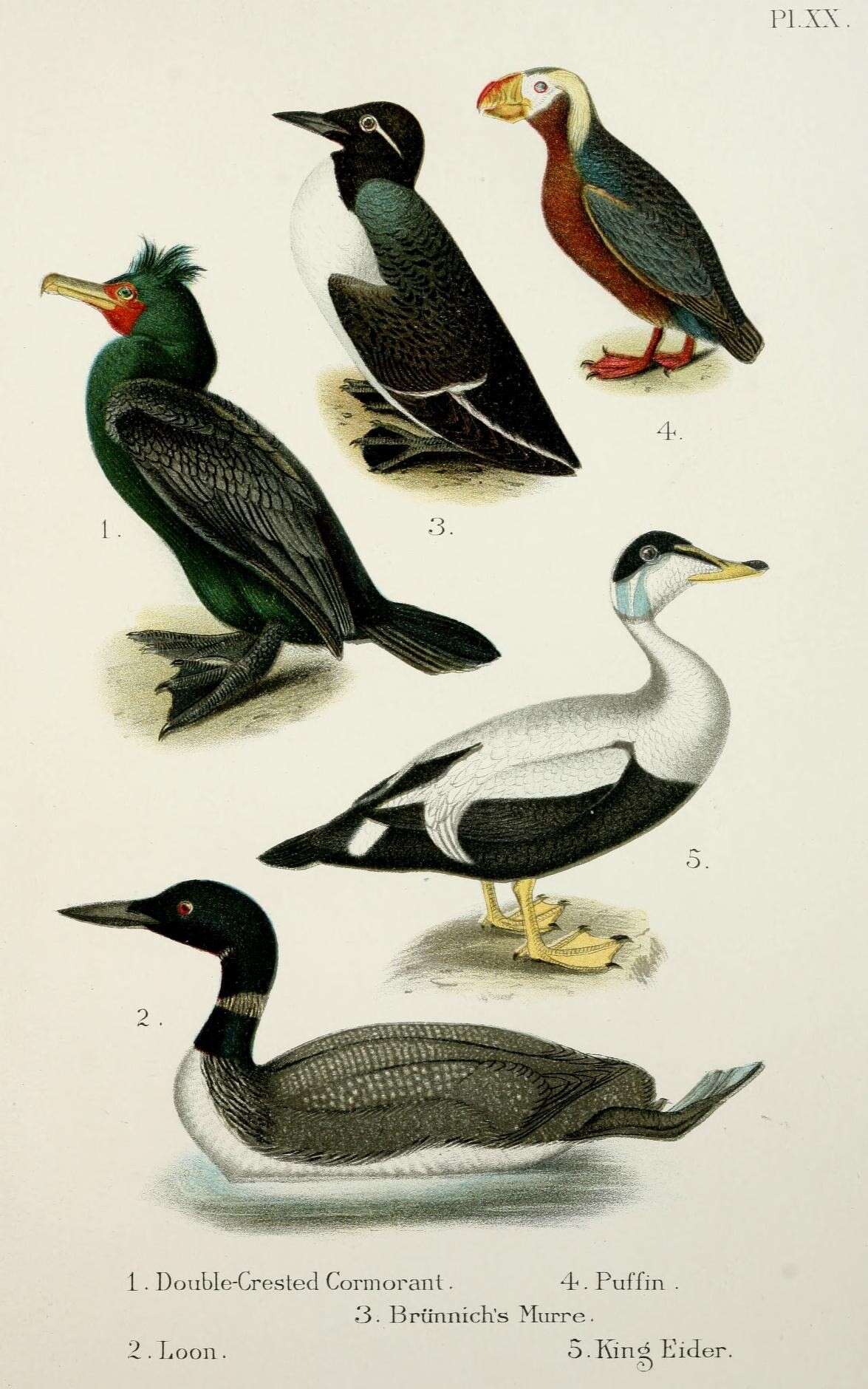 Plancia ëd Phalacrocorax Brisson 1760