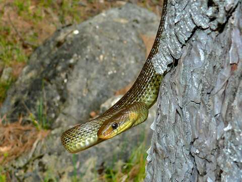 Image of Aesculapian Ratsnake