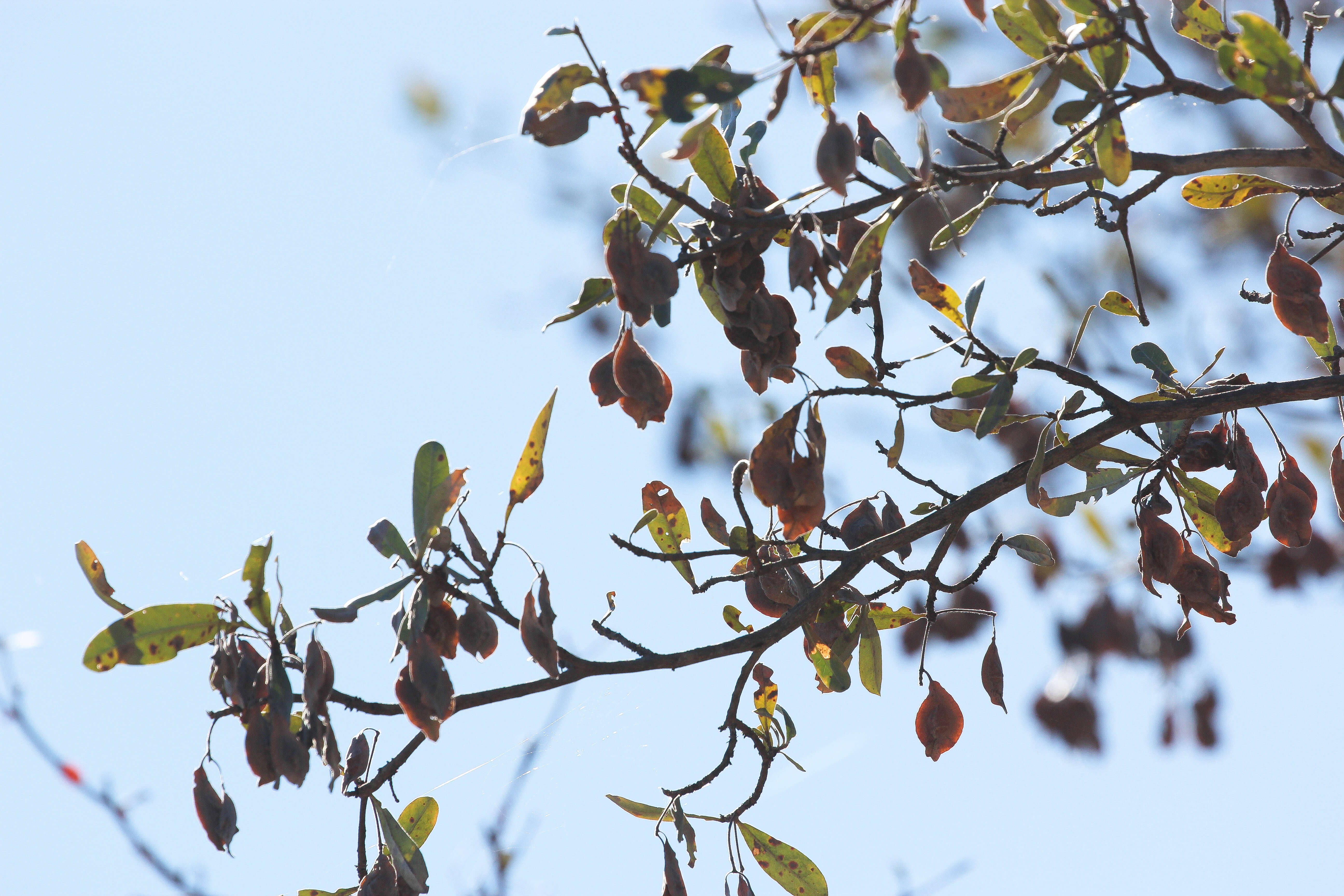 Image of tropical almond