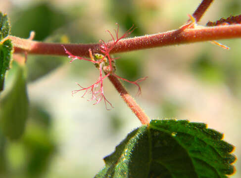 Acalypha californica Benth.的圖片