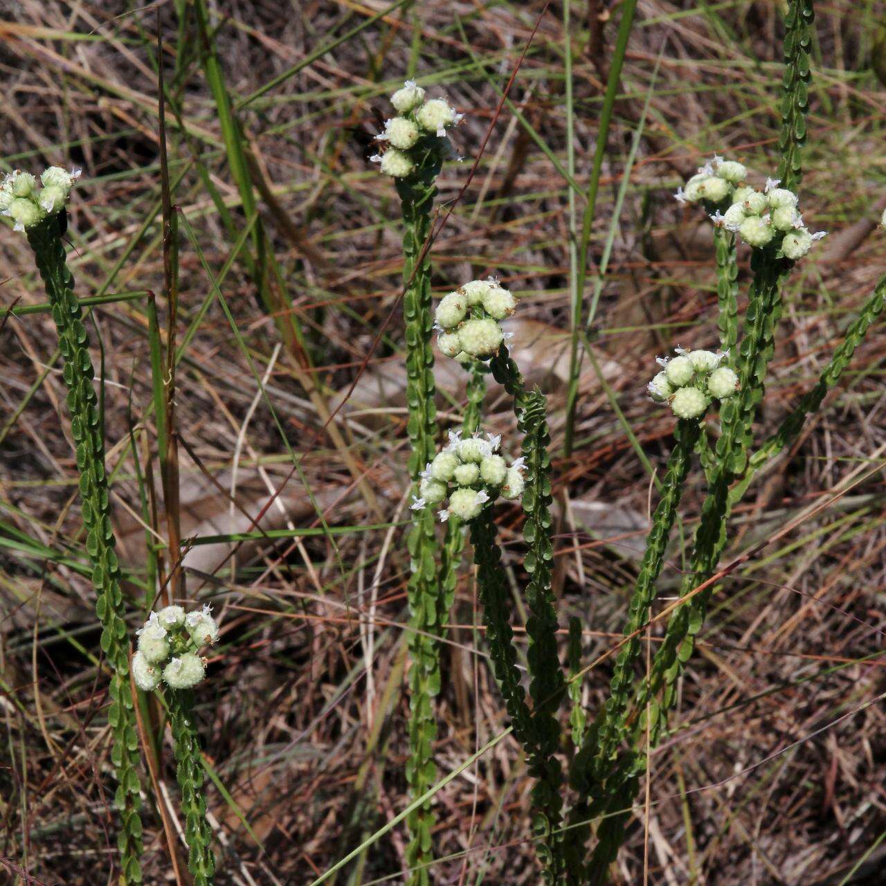 Image of bushmint