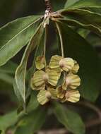 Image of Terminalia fagifolia Mart.