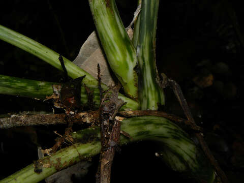 Image of Dieffenbachia concinna Croat & Grayum