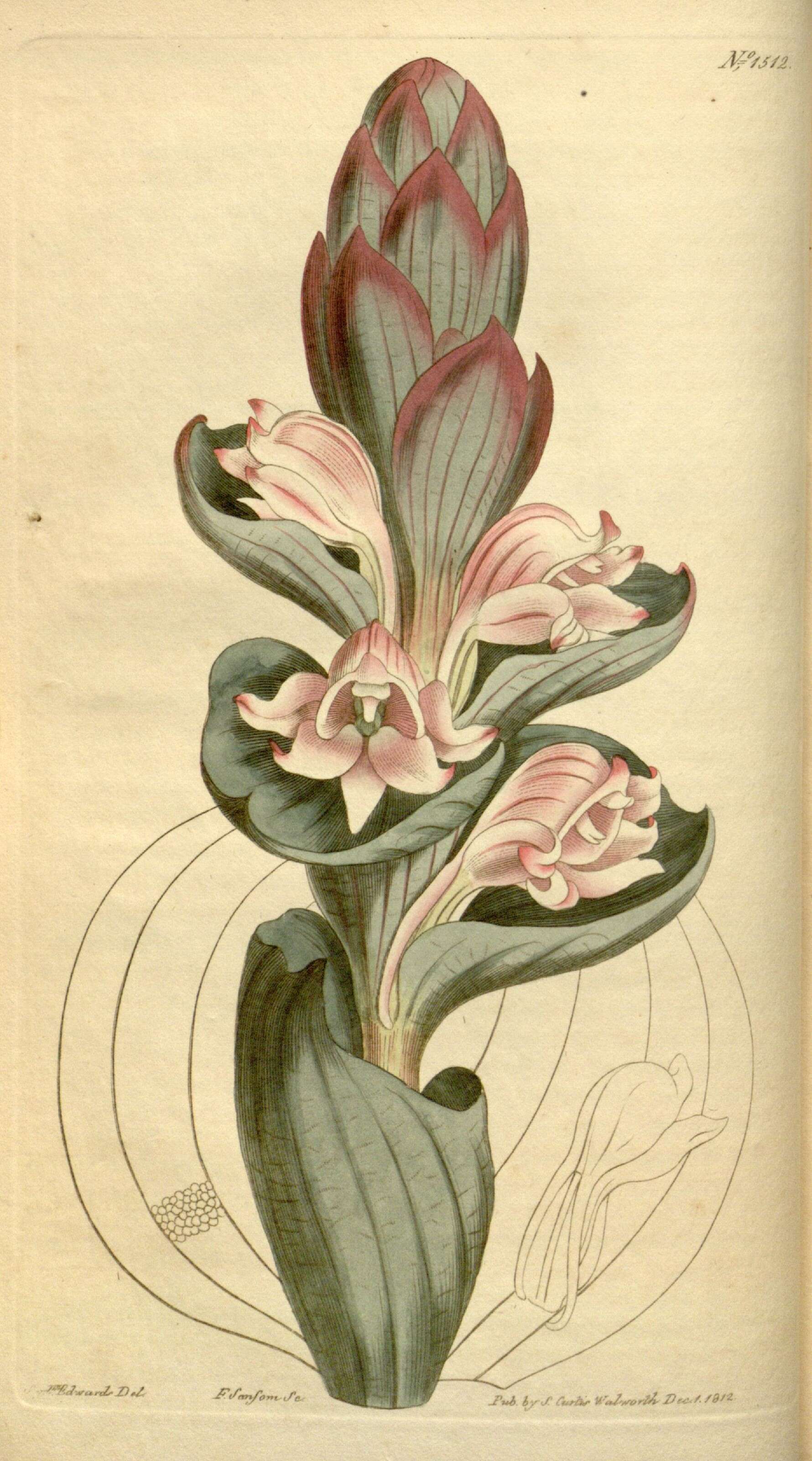 Image of Satyrium