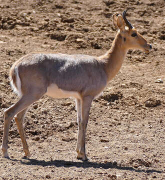 Image of Mountain Reedbuck