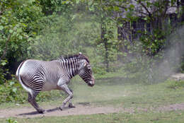 Image of zebra