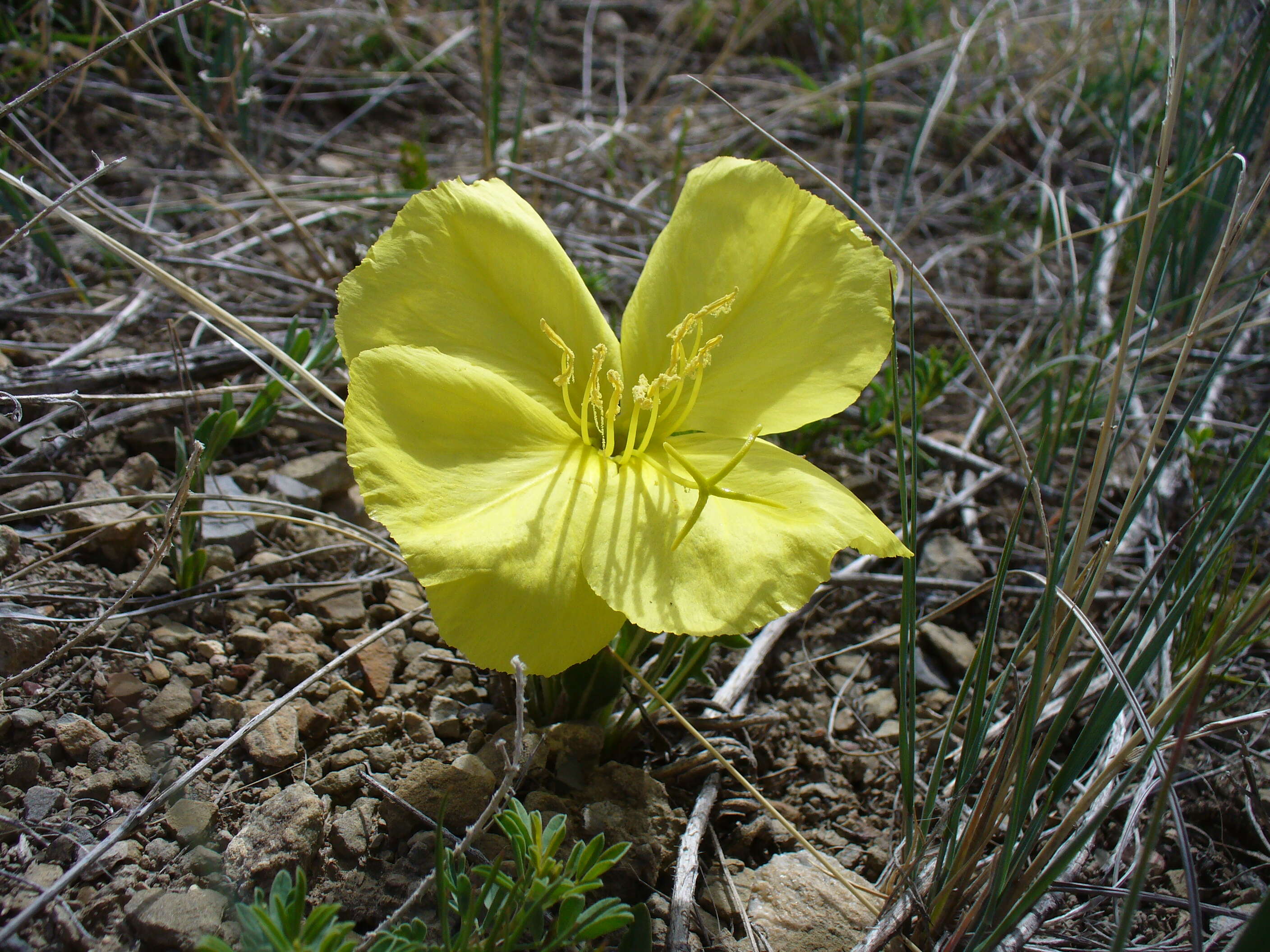 Image of Howard's evening primrose