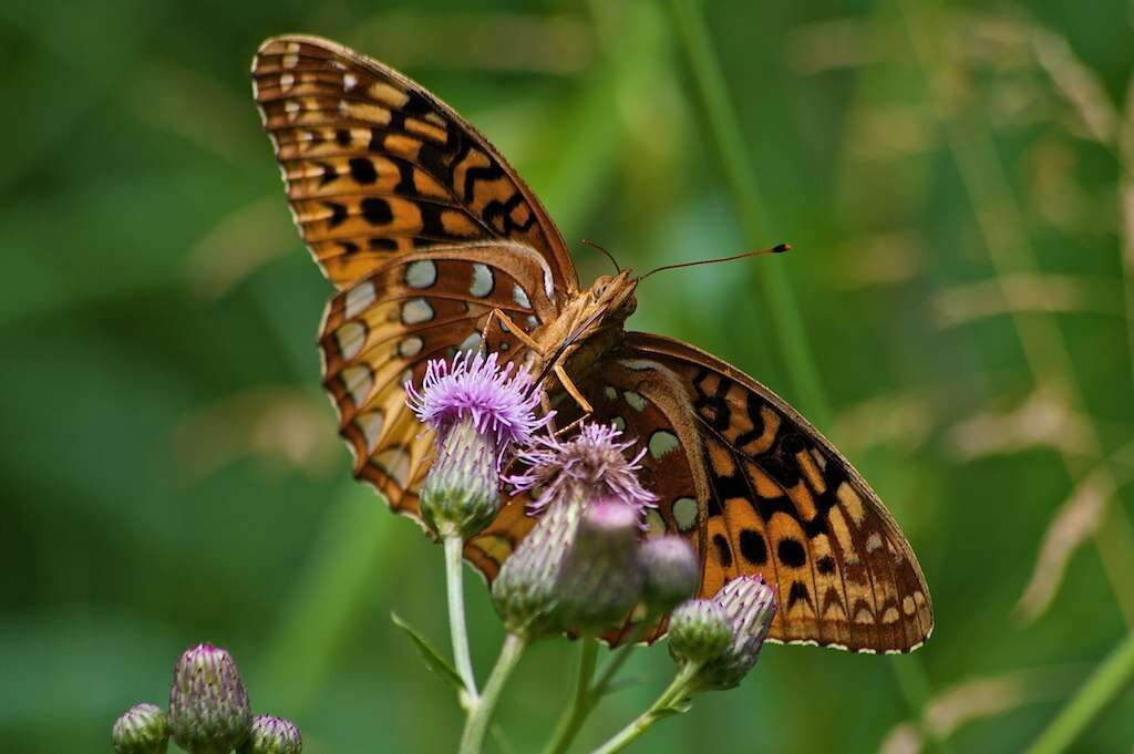 Image of Great Spangled Fritillary