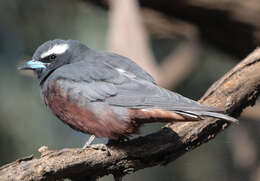 Image of White-browed Woodswallow