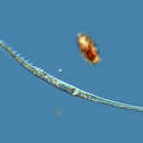 Imagem de Spirostomum minus