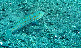 Image of Sleeper Gobies