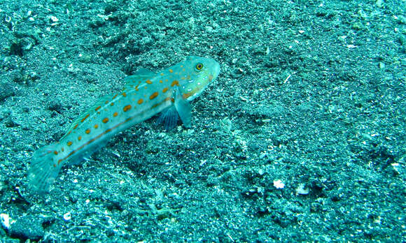 Image of Maiden goby