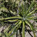 صورة Dyckia brasiliana L. B. Sm.